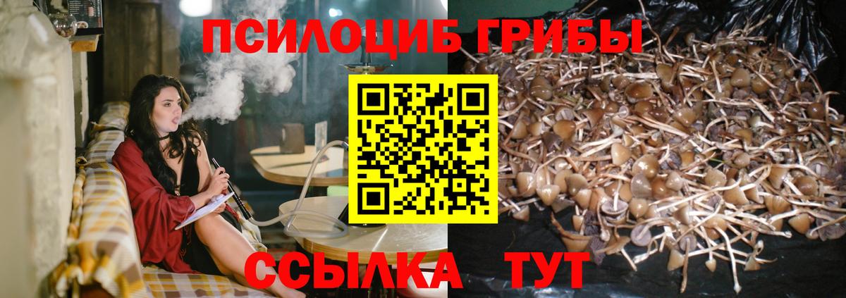 Оренбург  Галлюциногенные грибы Cubensis  Вход с VPN 